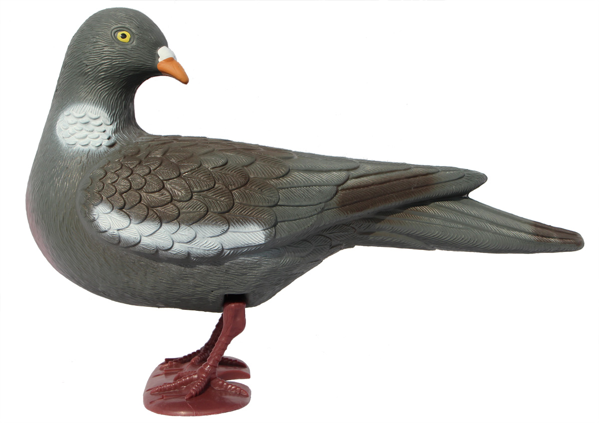 Acheter Pigeon ramier, oiseau sauvage, perroquet, Patio debout
