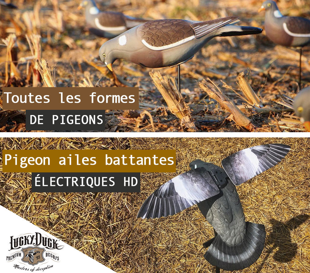 Blettes de pigeons